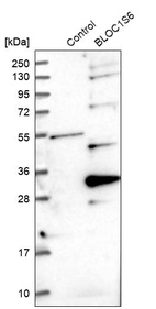 Anti-BLOC1S6 Antibody