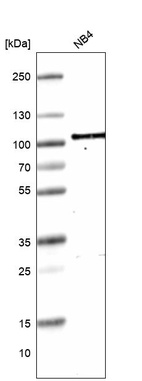 Anti-TAGAP Antibody