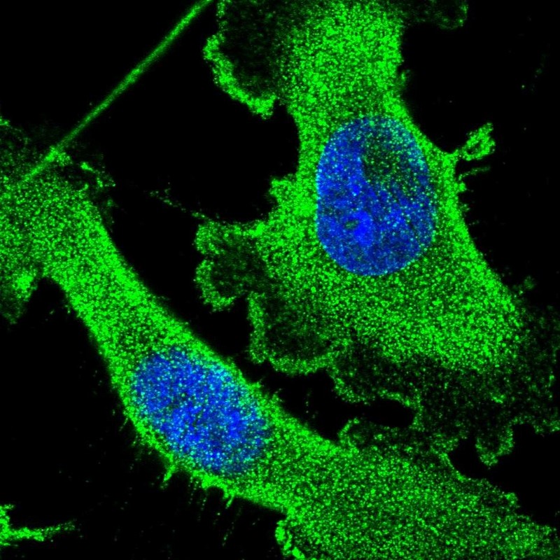 Anti-CEP89 Antibody