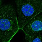 Anti-ZC3H13 Antibody