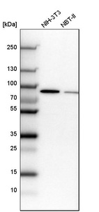 Anti-CSTF3 Antibody