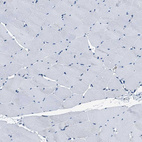 Anti-FAM222A Antibody