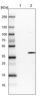 Lane 1: NIH-3T3 cell lysate (Mouse embryonic fibroblast cells)_br/_Lane 2: NBT-II cell lysate (Rat Wistar bladder tumour cells)