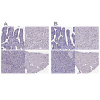 Immunohistochemical staining of human fallopian tube, liver, pancreas and skeletal muscle using Anti-SPEF2 antibody HPA040343 (A) shows similar protein distribution across tissues to independent antibody HPA039606 (B).