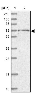 Anti-BRAP Antibody