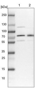 Anti-BRAP Antibody