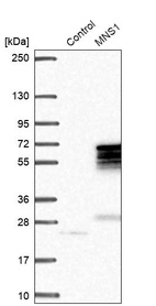 Western blot analysis in control (vector only transfected HEK293T lysate) and MNS1 over-expression lysate (Co-expressed with a C-terminal myc-DDK tag (~3.1 kDa) in mammalian HEK293T cells, LY413117).