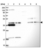 Anti-UBL7 Antibody