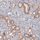 Anti-CEP192 Antibody