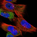 Anti-CEP192 Antibody