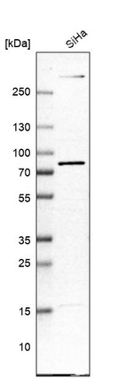 Anti-FERMT2 Antibody