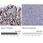 Anti-BCL2L14 Antibody