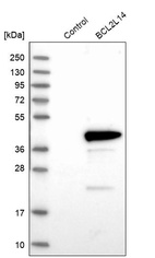 Anti-BCL2L14 Antibody