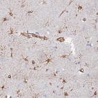 Anti-COG7 Antibody