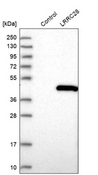 Western blot analysis in control (vector only transfected HEK293T lysate) and LRRC28 over-expression lysate (Co-expressed with a C-terminal myc-DDK tag (~3.1 kDa) in mammalian HEK293T cells, LY408239).