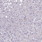 Anti-XKR7 Antibody