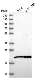 Anti-NIP7 Antibody