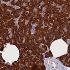 Anti-CCDC68 Antibody