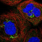 Immunofluorescent staining of human cell line A-431 shows localization to cytosol & the Golgi apparatus.