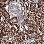 Anti-EVC2 Antibody