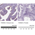 Anti-FAM92B Antibody