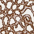 Anti-CSN2 Antibody