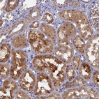 Anti-WDR59 Antibody