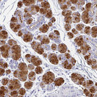 Anti-ZG16B Antibody