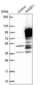 Anti-ANKEF1 Antibody