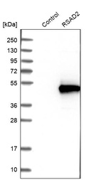 Anti-RSAD2 Antibody