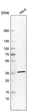 Anti-ENKD1 Antibody