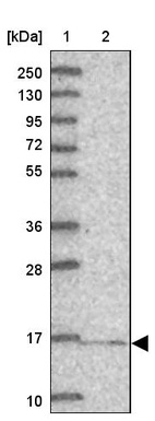 Anti-NDUFA13 Antibody