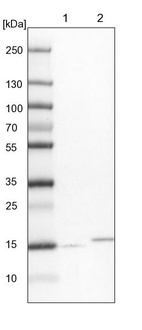 Anti-NDUFA13 Antibody