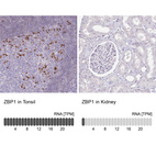 Anti-ZBP1 Antibody