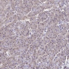 Immunohistochemical staining of human pancreas shows low expression as expected.