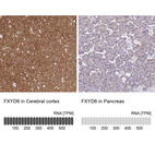 Anti-FXYD6 Antibody