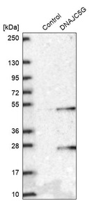 Anti-DNAJC5G Antibody