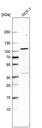 Anti-TELO2 Antibody