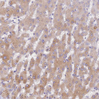 Anti-PZP Antibody