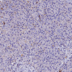 Anti-PZP Antibody