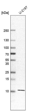 Anti-KXD1 Antibody