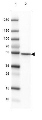 Anti-CD2BP2 Antibody