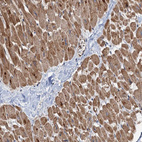 Anti-DEXI Antibody