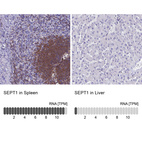 Anti-SEPT1 Antibody