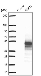 Anti-SEPT1 Antibody