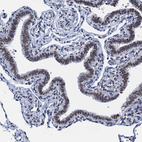 Anti-HNRNPUL2 Antibody