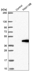 Anti-FAM118B Antibody