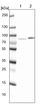 Anti-KLHDC4 Antibody