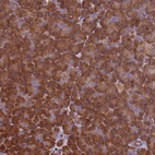 Anti-VWA3A Antibody