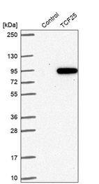 Anti-TCF25 Antibody